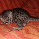 Mau, Silver, Male, DOB 9-20-20