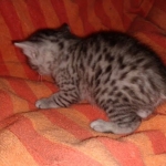 Mau, Silver, Male, DOB 9-20-20