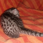 Mau, Silver, Male, DOB 9-20-20