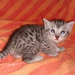 Mau, Silver, Male, DOB 9-20-20
