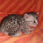 Mau, Silver, Male, DOB 9-20-20