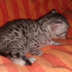 Mau, Silver, Male, DOB 9-20-20