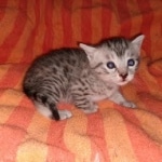 Mau, Silver, Male, DOB 9-20-20