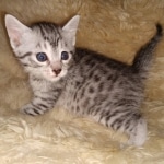 Mau, Silver, Male, DOB 9-20-20