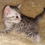 Mau, Silver, Male, DOB 9-20-20