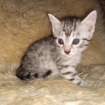 Mau, Silver, Male, DOB 9-20-20