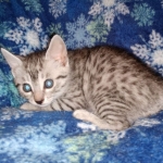 Mau, Silver, Male, DOB 9-20-20