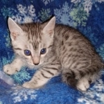 Mau, Silver, Male, DOB 9-20-20