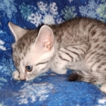 Mau, Silver, Male, DOB 9-20-20
