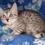 Mau, Silver, Male, DOB 9-20-20