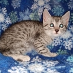 Mau, Silver, Male, DOB 9-20-20