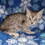 Mau, Silver, Male, DOB 9-20-20