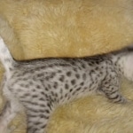 Mau, Silver, Male, DOB 9-20-20