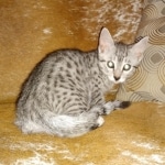 Mau, Silver, Male, DOB 9-20-20