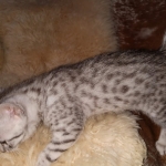 Mau, Silver, Male, DOB 9-20-20