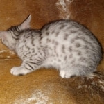 Mau, Silver, Male, DOB 9-20-20