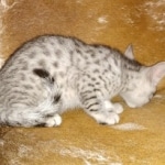 Mau, Silver, Male, DOB 9-20-20