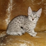 Mau, Silver, Male, DOB 9-20-20