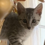 Cyler silver Egyptian Mau male kitten