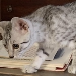 Cyler silver Egyptian Mau male kitten