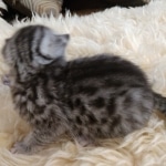 Mau, Silver, Male #2 DOB 9-28-19