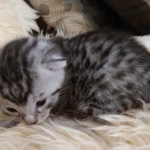 Mau, Silver, Male #2 DOB 9-28-19