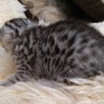 Mau, Silver, Male #2 DOB 9-28-19