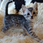 Mau, Silver, Male #2 DOB 9-28-19