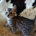 Mau, Silver, Male #2 DOB 9-28-19