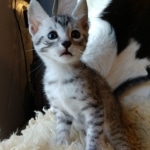 Mau, Silver, Male #2 DOB 9-28-19