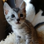 Mau, Silver, Male #2 DOB 9-28-19