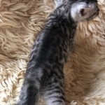 Mau, Silver, Male #2 DOB 9-28-19