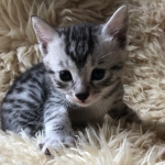 Mau, Silver, Male #2 DOB 9-28-19