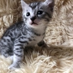 Mau, Silver, Male #2 DOB 9-28-19