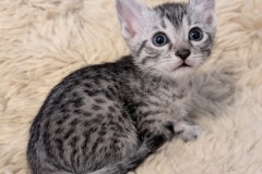 Lynx Egyptian Mau Silver Male Kitten #2 DOB 9-30-25