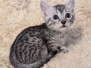 Lynx Egyptian Mau Silver Male Kitten #2 DOB 9-30-25