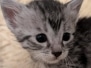 Lynx Egyptian Mau Silver Male Kitten #2 DOB 9-30-25