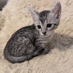 Silver-Mau-Male-Kitten-Copy