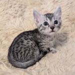 Silver-Mau-Male-Kitten-a-Copy