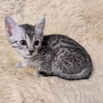 Silver-Mau-Male-Kitten-b-Copy