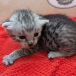 Silver-Mau-kitten-a