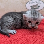 Silver-Mau-kitten-b