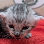 Silver-Mau-kitten-c