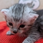 Silver-Mau-kitten-d