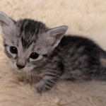 Silver-male-mau-a