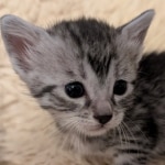 Silver-male-mau