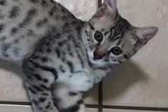 Ralphie Egyptian Mau silver Male #2 DOB 2-14-19
