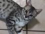 Ralphie Egyptian Mau silver Male #2 DOB 2-14-19