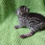 Mau, silver , male , dob 2-14-19