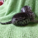 Mau, silver , male , dob 2-14-19